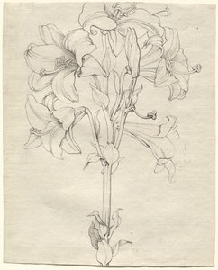 Een stengel lelies met zes bloemen door Philipp Otto Runge